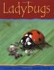 Ladybugs - OUT OF PRINT