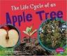 The Life Cycle of an Apple Tree