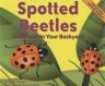 Spotted Beetles: Ladybugs in Your Backyard
