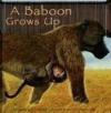 A Baboon Grows Up