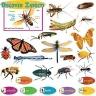 Discover Insects Mini Bulletin Board Set #T-8605