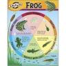 Life Cycle of a Frog Learning Chart  #T-38152
