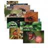 Real Life Learning Insects and Bugs Poster Set (14)