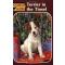 Animal Ark 34 : Terrier in the Tinsel