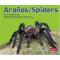 Aranas / Spiders : English Spanish